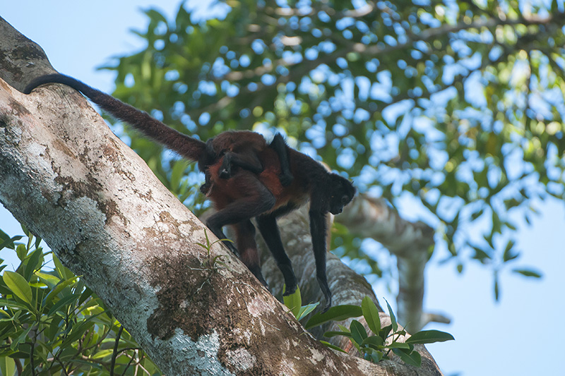 127-Singe écureuil.jpg