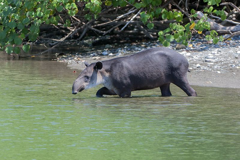 128-Tapir.jpg