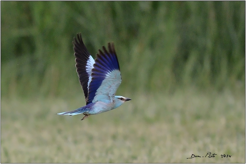DSC_7278.JPG
