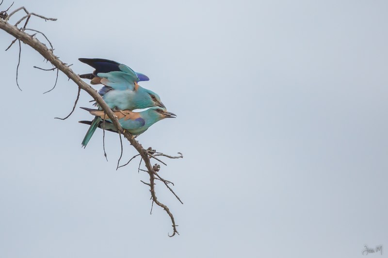 11052014-ED8A9174 (Copier).JPG