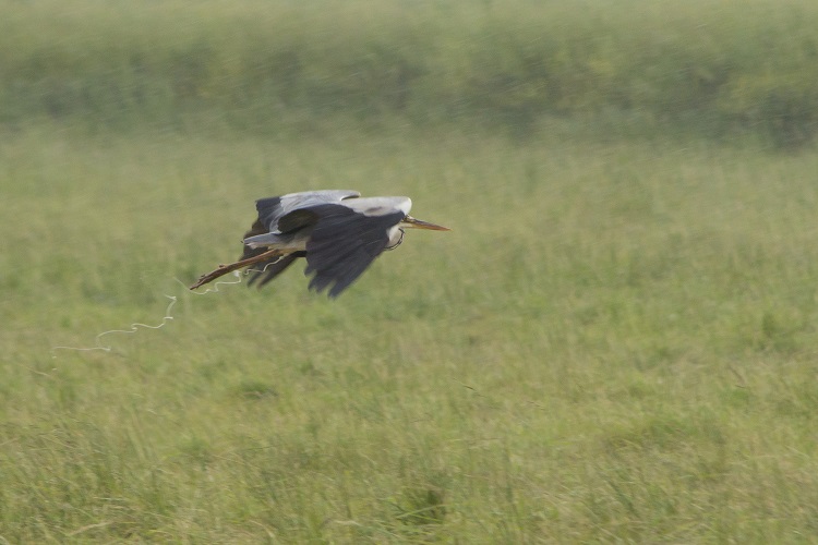 IMG_6783.jpg