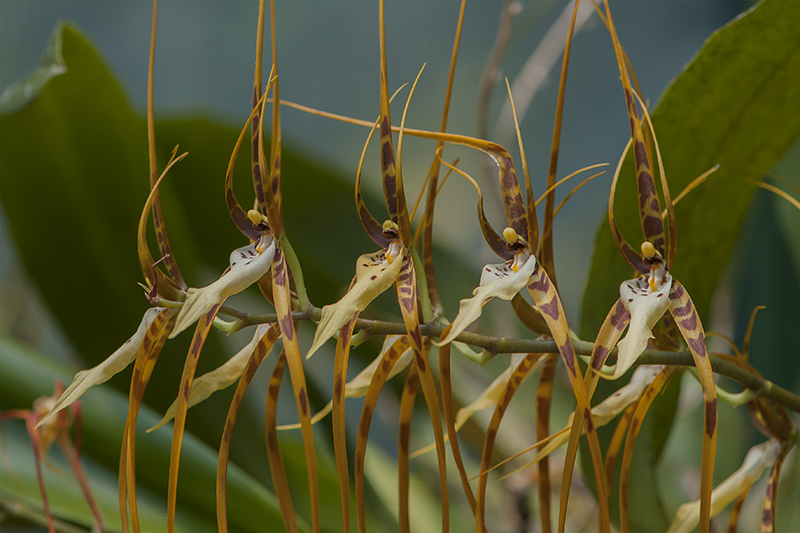 133-Orchidée.jpg