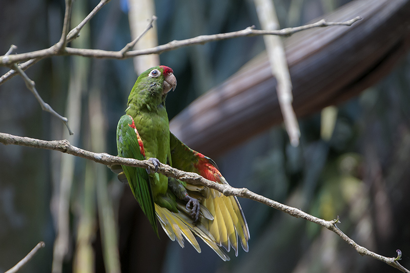 141-Conure de Fisch.jpg