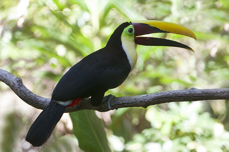 144-Toucan de Swaison-1.jpg