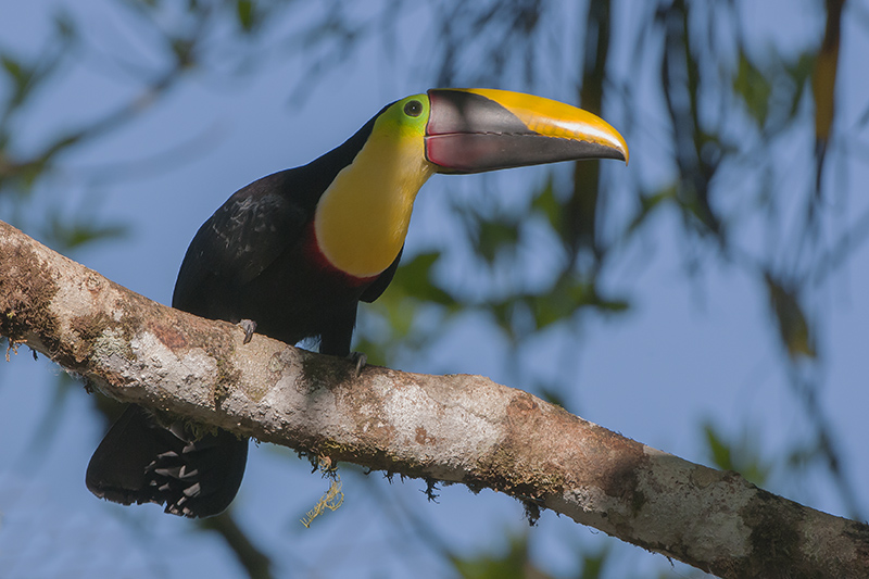 145-Toucan de Swainson 2 .jpg