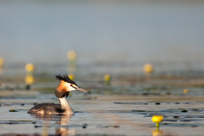 delta danube 2014  530.JPG