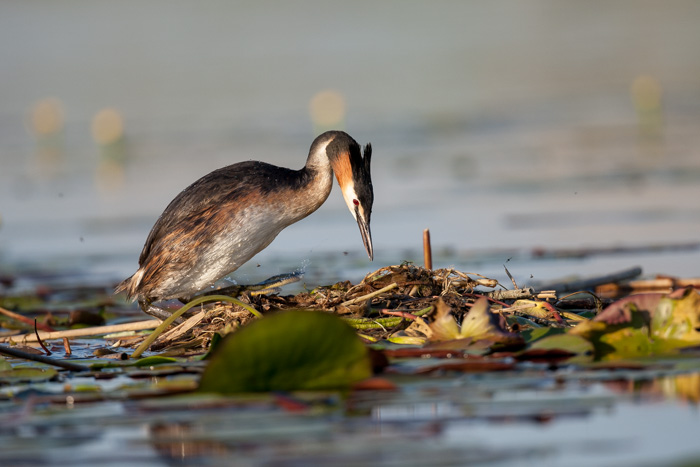 delta danube 2014  537.JPG