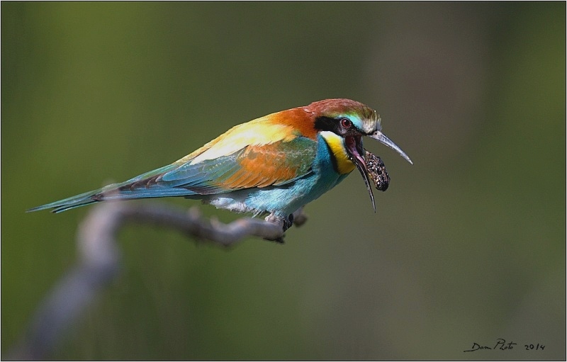 DSC_7424.jpg
