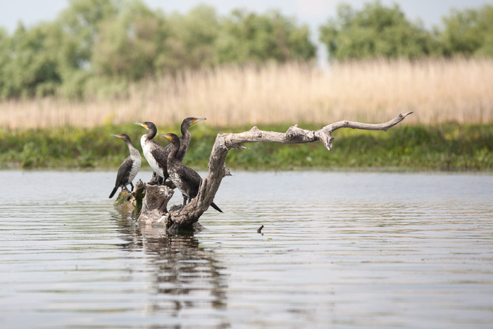 delta danube 2014  215.JPG