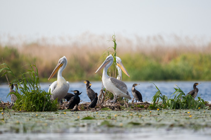 delta danube 2014  371.JPG