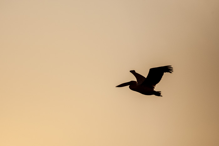 delta danube 2014  610.JPG