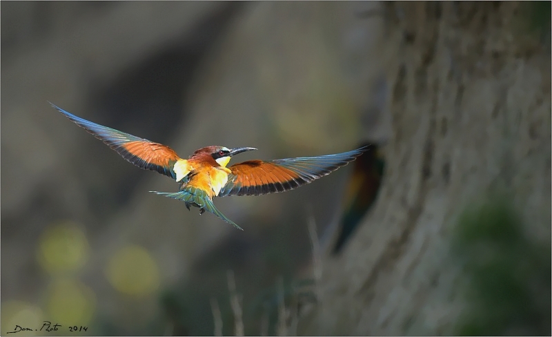 DSC_7677.jpg