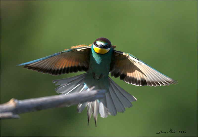 DSC_7632.jpg