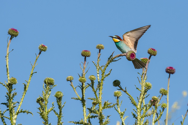 guepiers roumanie 2014  370.JPG