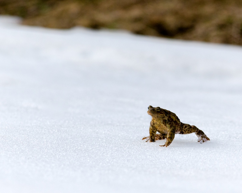 bufo 76.jpg