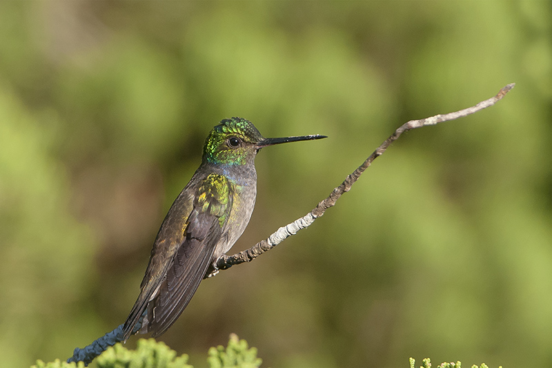147-Colibri-Ariane charmante.jpg