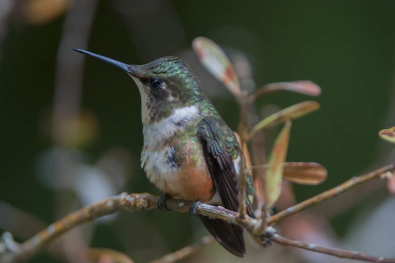 148-Colibri magenta (f).jpg