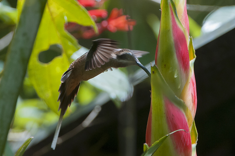 149-Colibri-ermite à longue queue.jpg