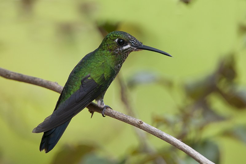 150-Colibri-Brillant fer de lance(f).jpg