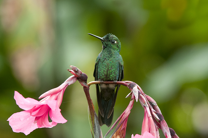 151-Colibri-brillant fer de lance (m).jpg