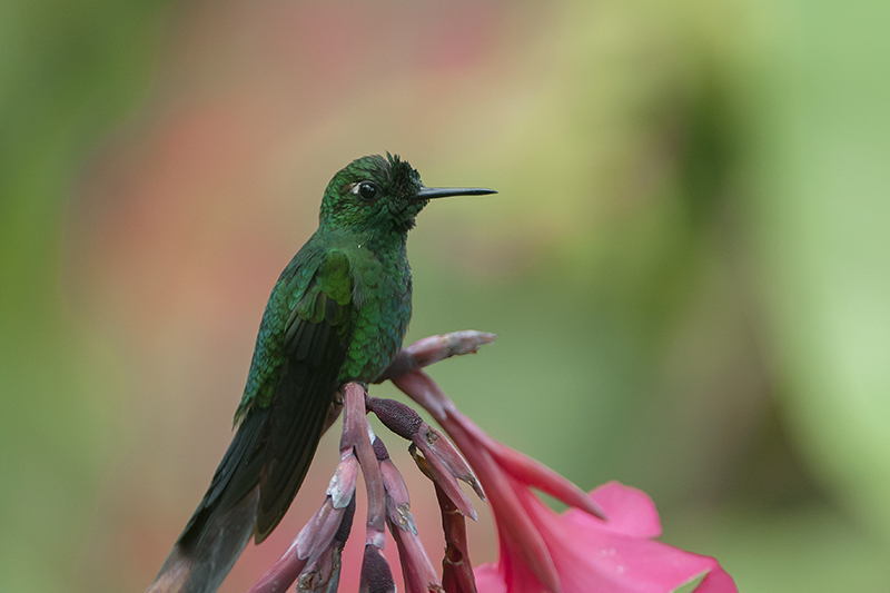 152-Colibri-brillant fer de lance(m) (2).jpg