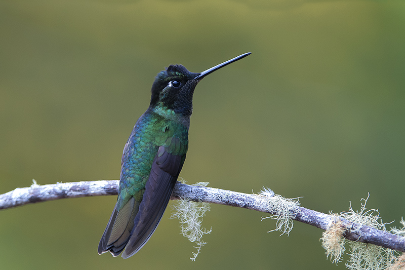 153-Colibri de Rivoli.jpg.jpg