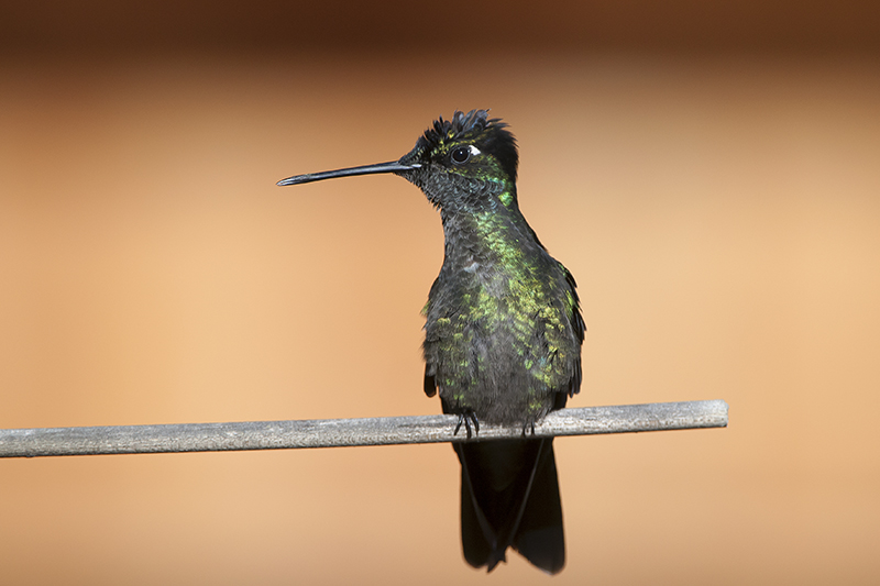 154-Colibri de Rivoli-2.jpg