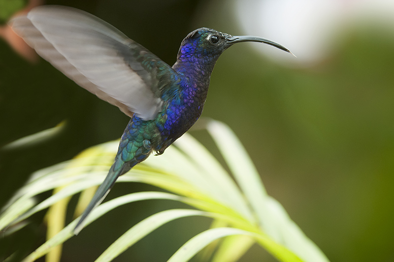 155-Colibri-campyloptère violet.jpg