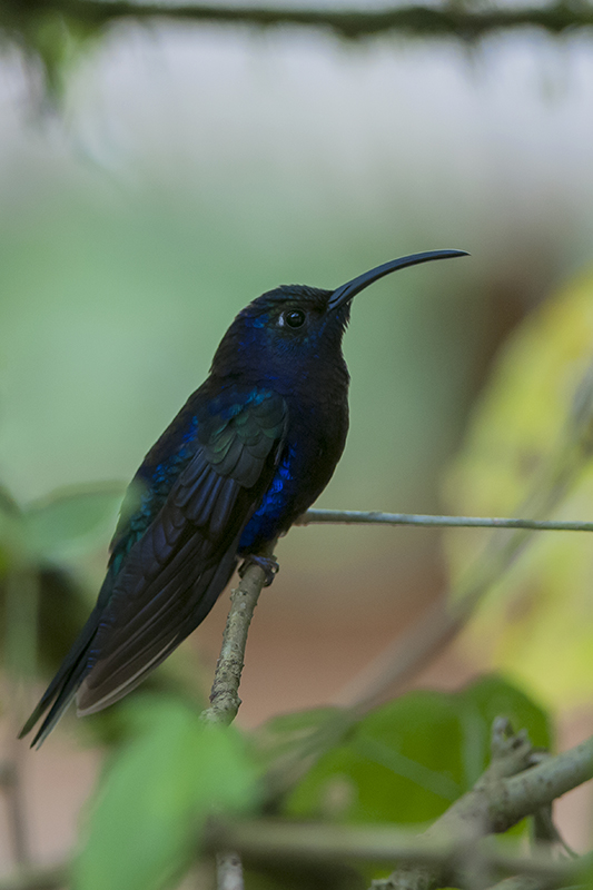 156-Colibri-campyloptère violet-2.jpg