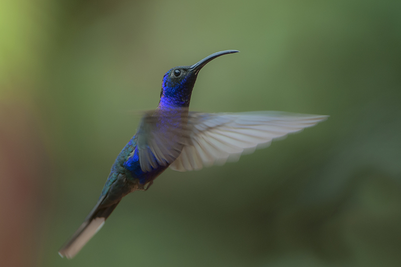 157-Colibri-campyloptère violet-3.jpg