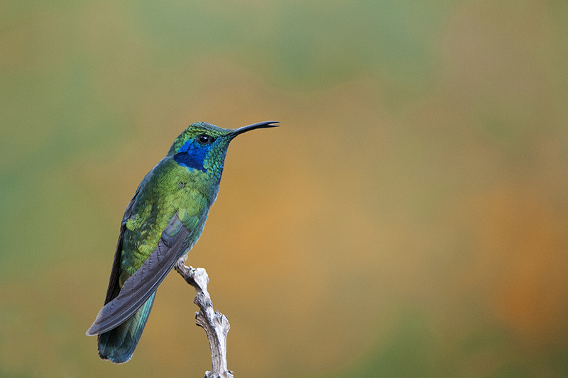 158-Colibri thalassin.jpg