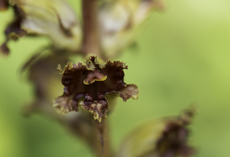 _DSC3896-Modifier_modifié-1.jpg