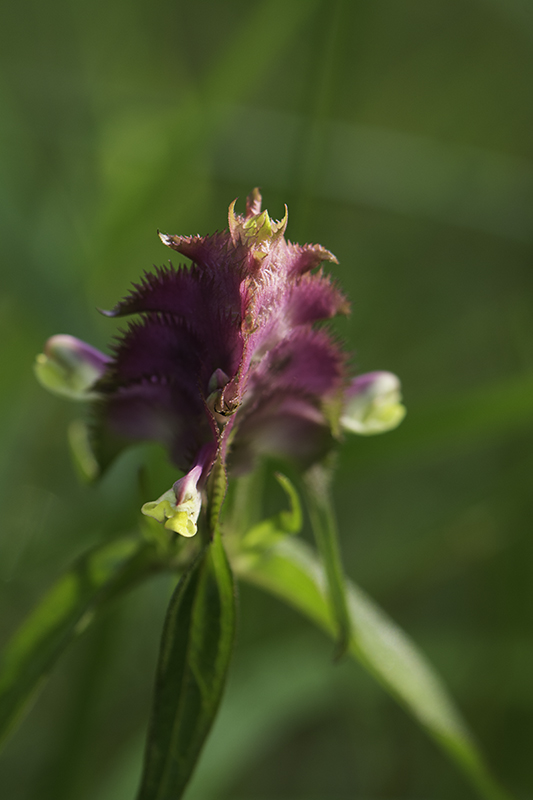 _DSC3885-Modifier_modifié-1.jpg