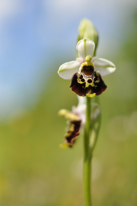 ophrys bourdon.jpg