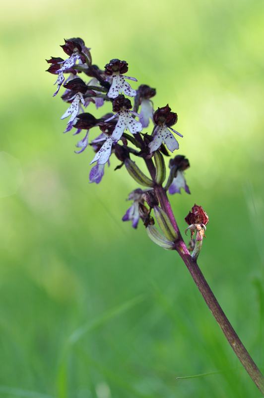 orchis pourpre.jpg