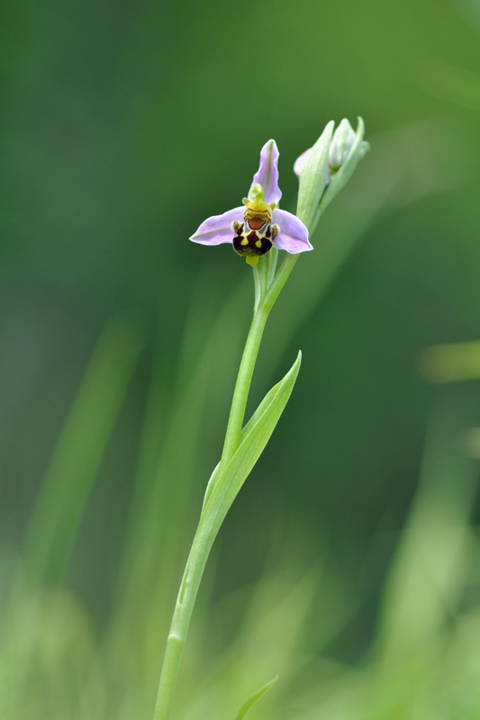 orphys abeille.jpg
