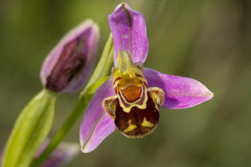 ophrys  abeille.jpg
