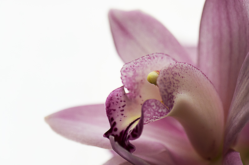 cimbidium.jpg