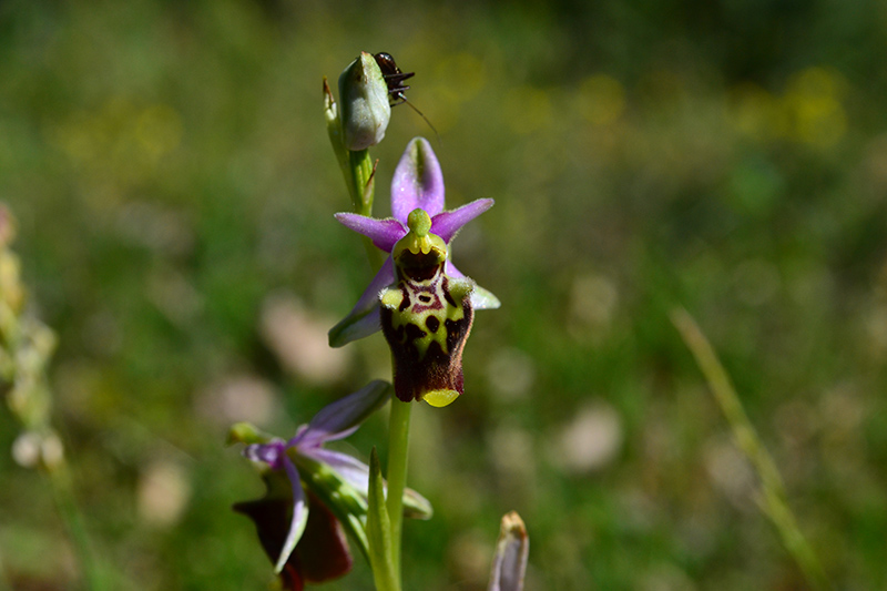 Ophrys de la Durance.jpg