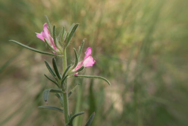 fleur-14.jpg