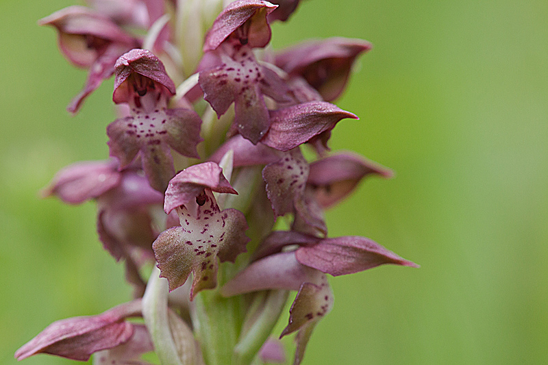Orchis punaise 7 copie.jpg
