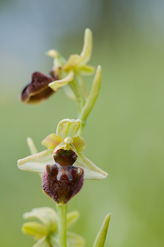 Ophrys araignée 10 copie.jpg