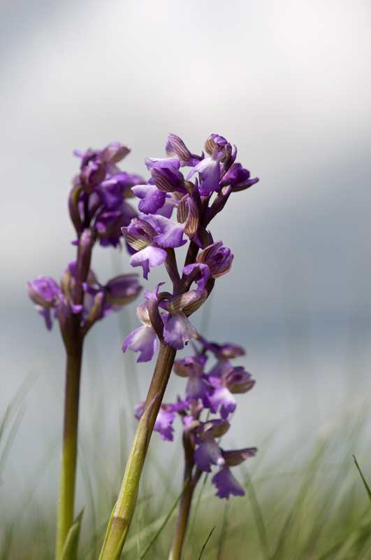 Anacamptis morio (Orchis bouffon).jpg