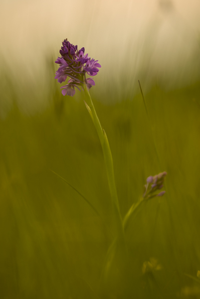 Orchidée.jpg