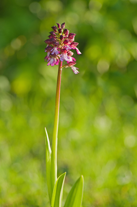 Orchidée réduite.jpg