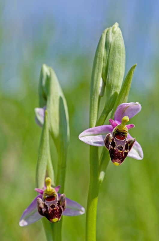 Orchidée 5 réduite.jpg