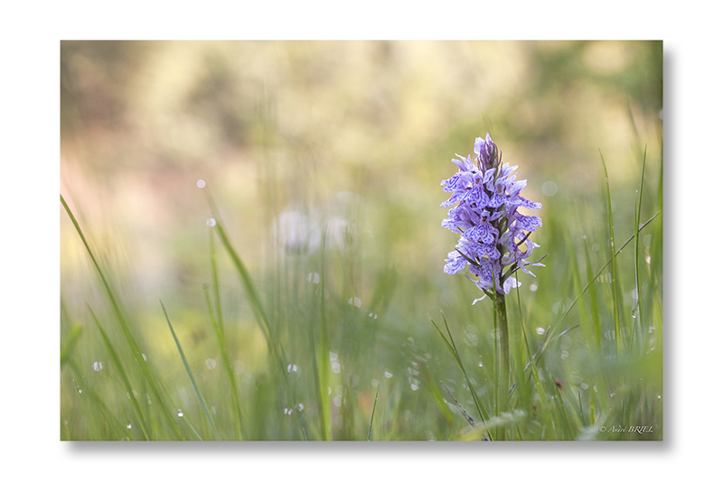 orchide-ecran.jpg