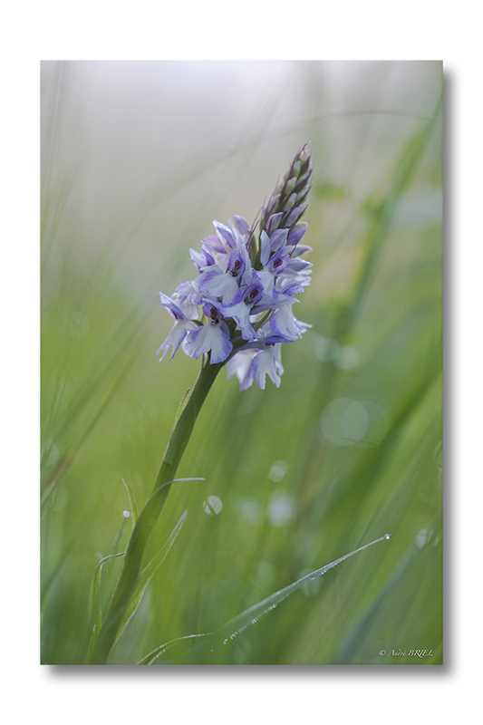 orchide1.jpg
