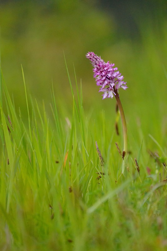 orchis militaire (2).JPG