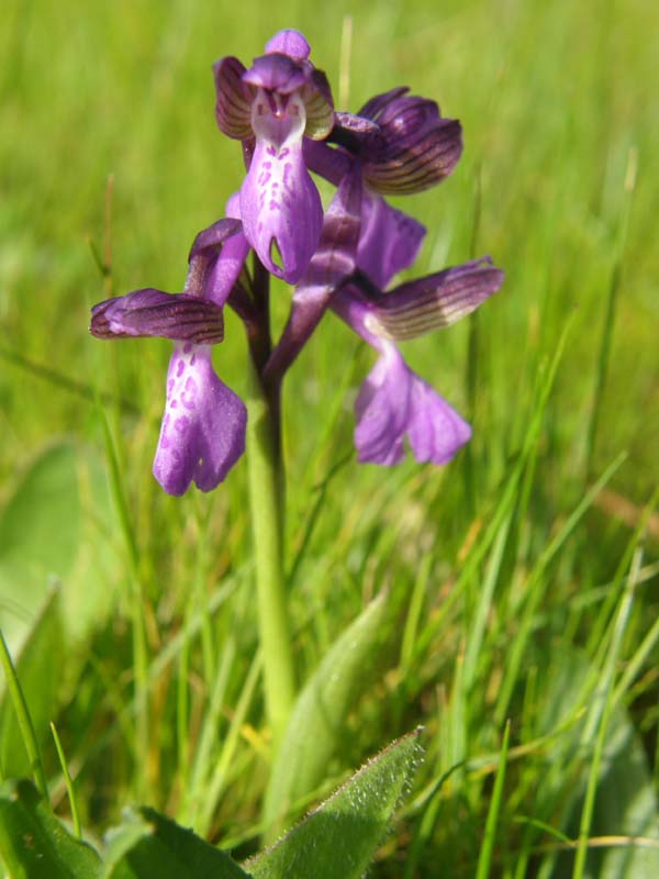086 Orchidée.JPG